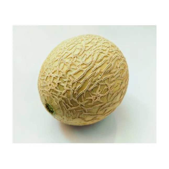 Best Quality Spanspek Single Fresh Melons Fruit Fresh Stock Bulk Wholesale Exports
