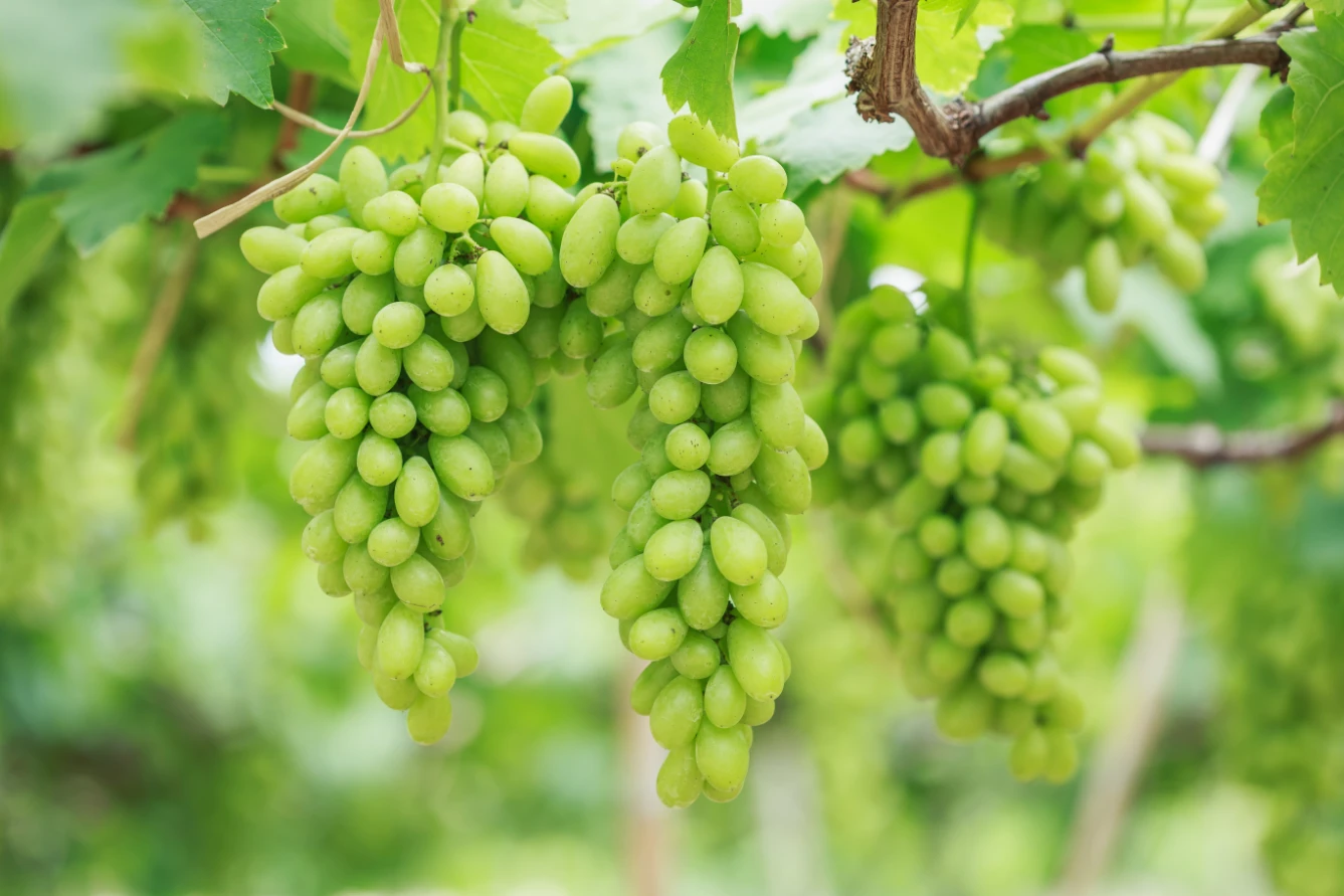 Manufacturer Of Fresh And Natural Green / Black Grapes Quality Assured Fresh Grapes Available At Wholesale Price