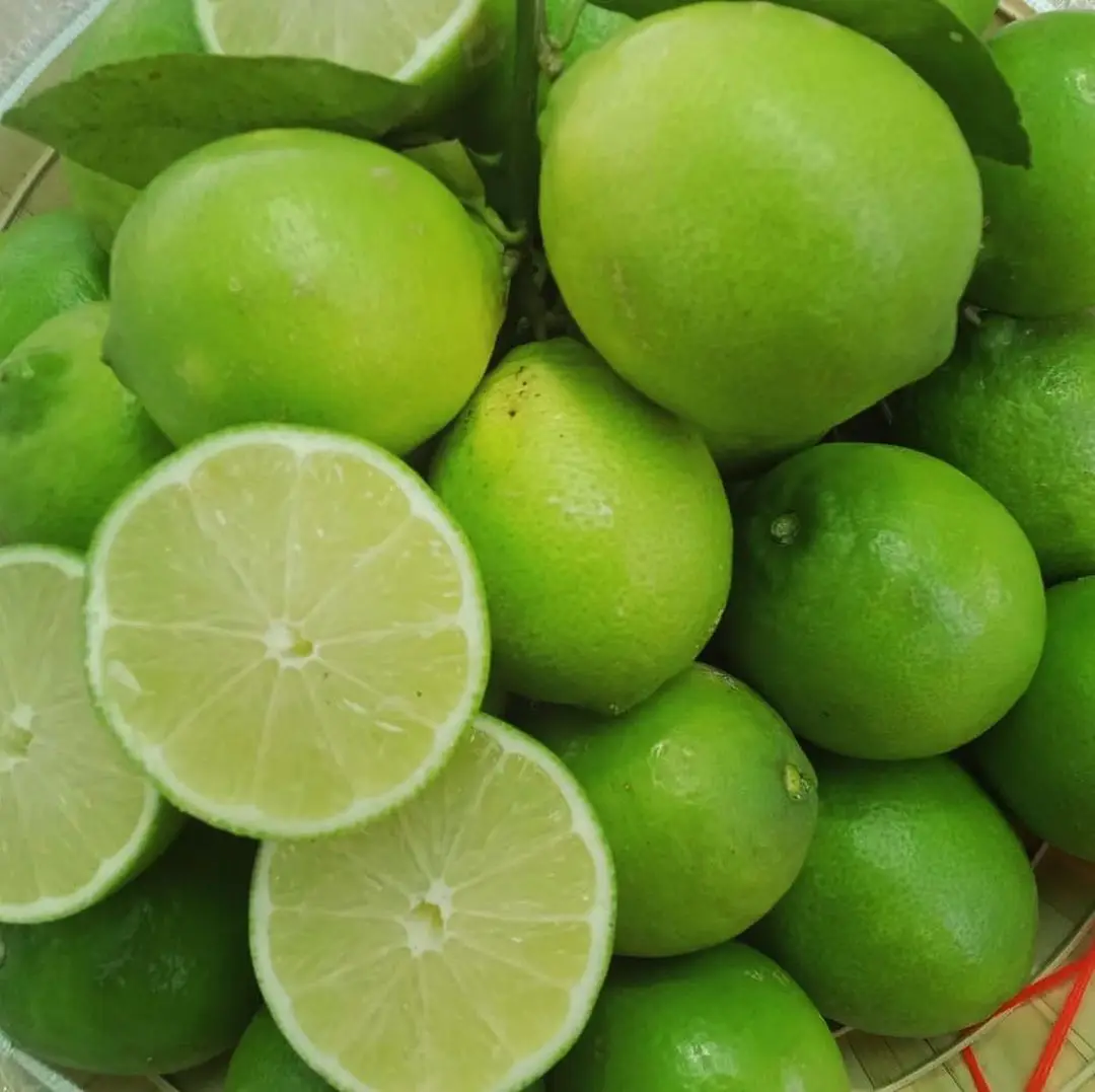 Wholesale Fresh Premium Persian Lime - Top Quality, Best Price, Directly From Producers South Africa