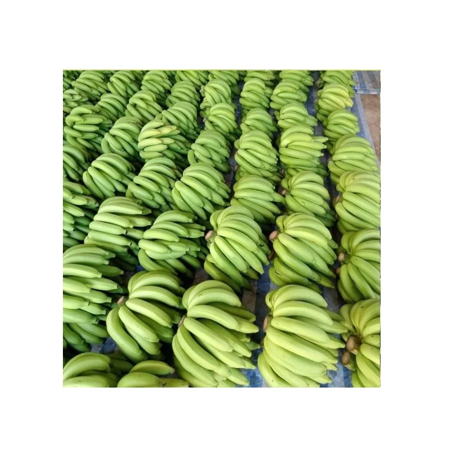 Natural and Fresh Bananas Delicious and Sweet Taste Premium Quality Natural 100 % Fresh From Thailand Farm