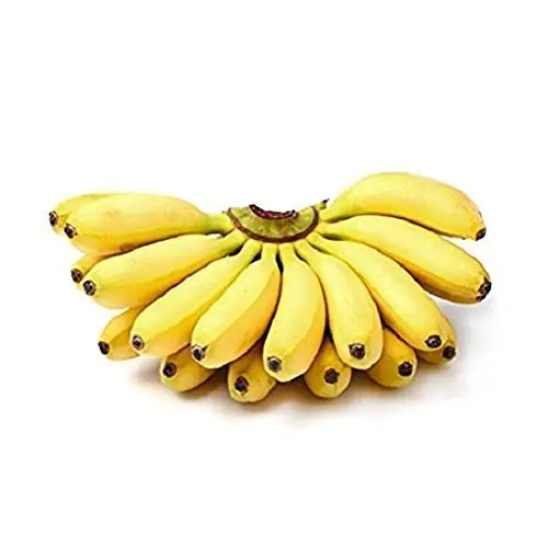 CANVEDISH BANANA THAILAND- Fresh Banana with best price for sale.
