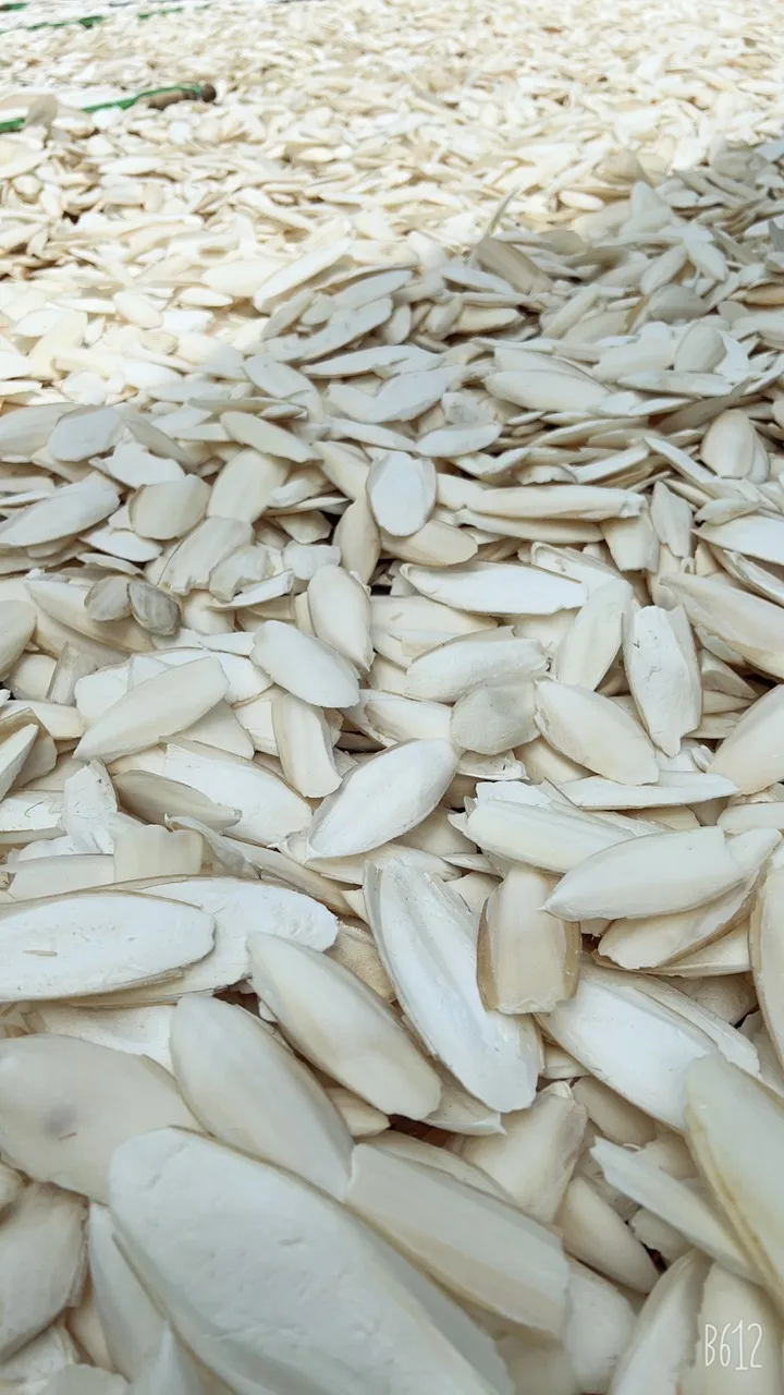 Bleached Unbleached Dried Cuttlefish Bones Natural High Quality Sun Dry Trimmed Untrimmed