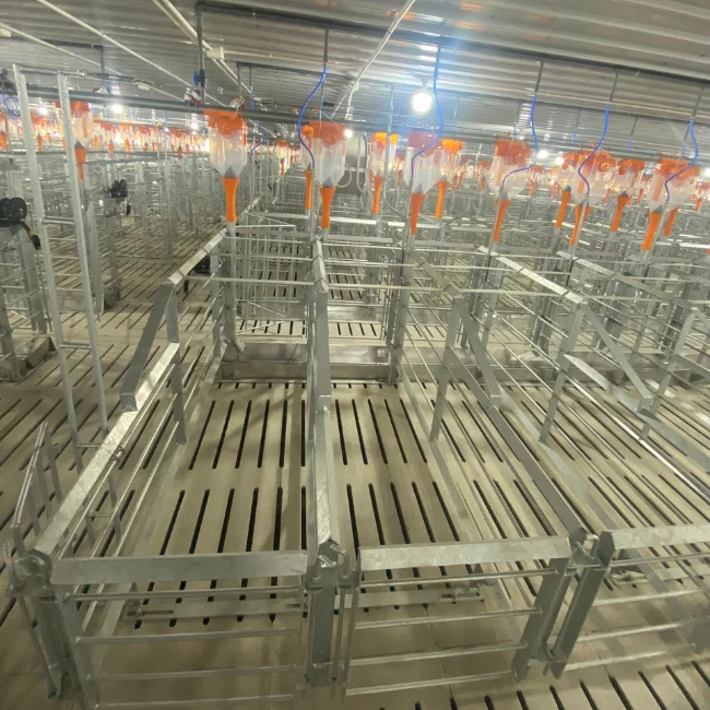 Cheap price cages for pigs in gestation  gestation cage maternity pig Stainless Steel  Made in Vietnam Manufacturer