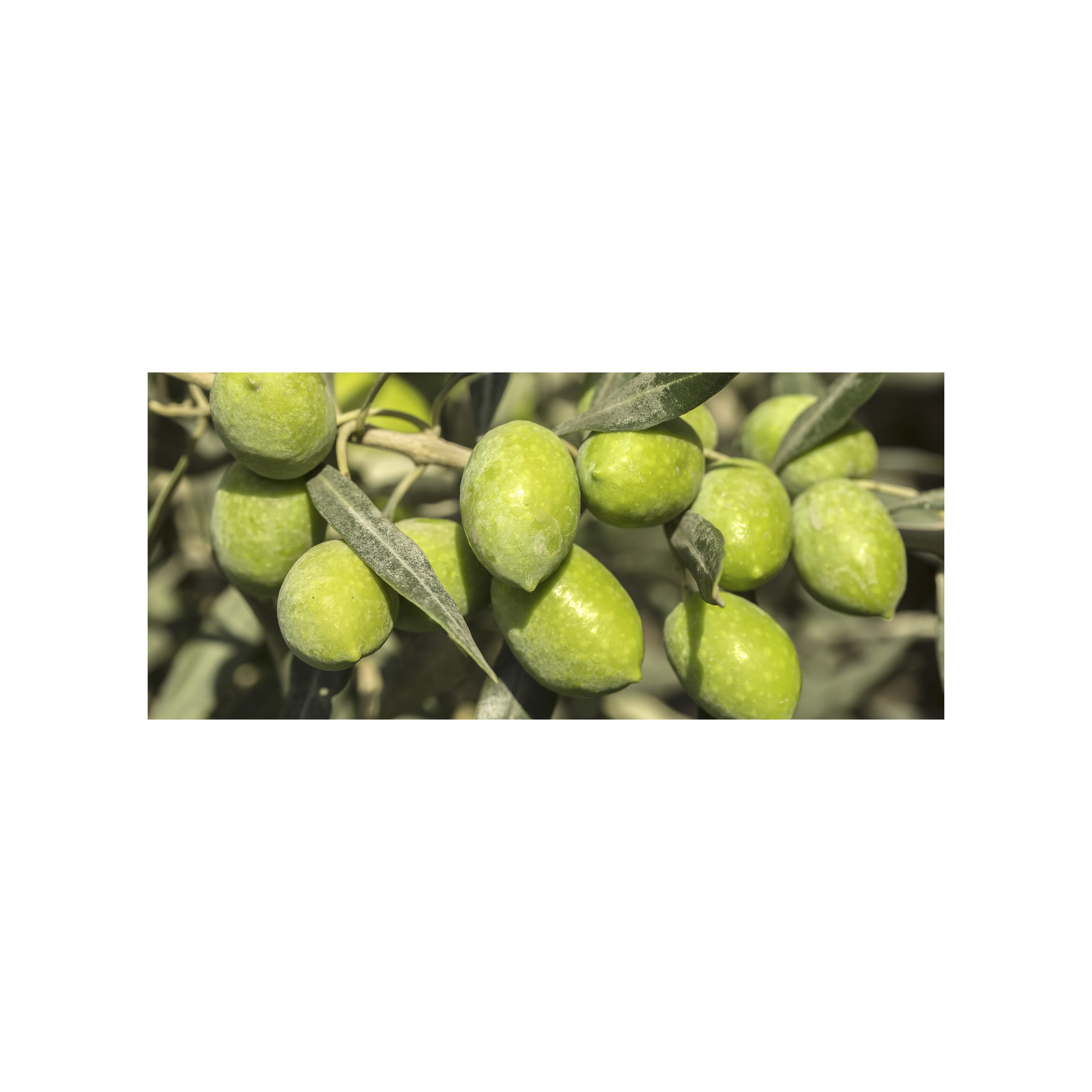 Fresh Green Olives. 100% Olives Stuffed with Almonds 370 ml Glass Jar
