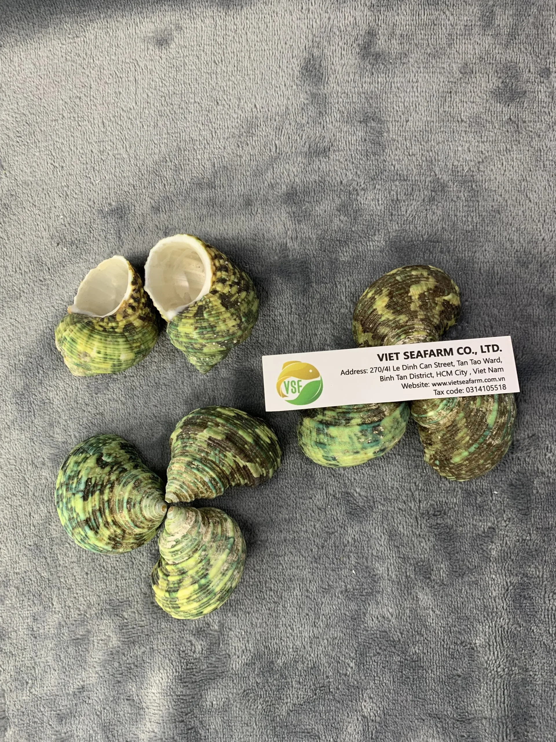 Green Conch is a premium product, widely popular in the market, meeting export standards with competitive wholesale prices