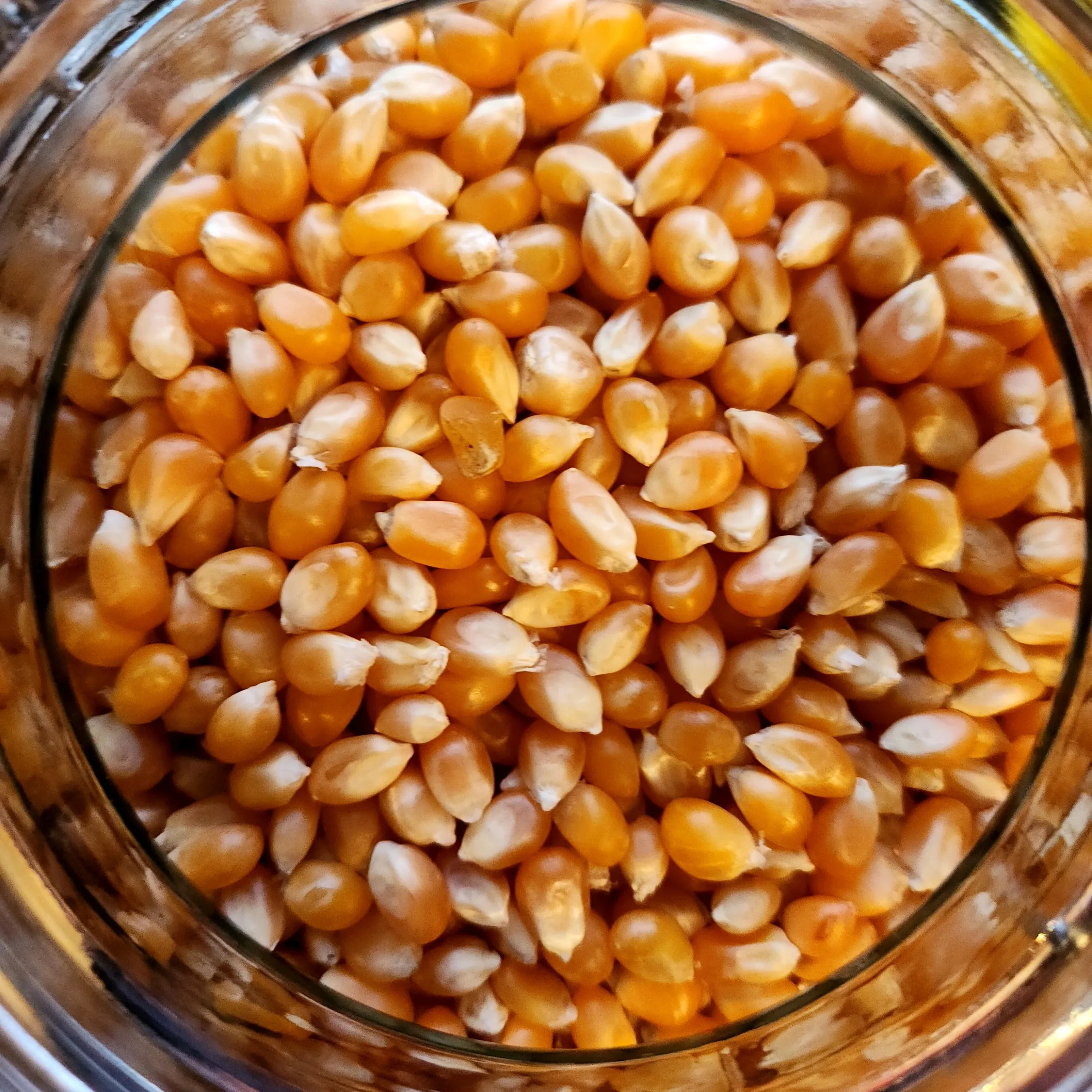 Best Supplier of High Purity Natural Dried Popcorn Kernels Wholesale Price for Global Export Bulk Popcorn Kernels Available