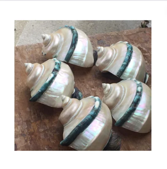 Высококачественная полированная Морская ракушка синяя линия-хорошая цена морская раковина для украшения подарка-высококачественный декор