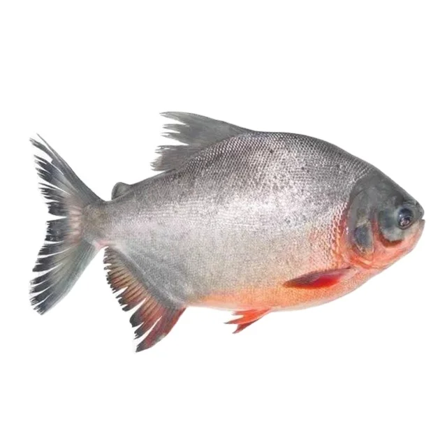 Top selling High quality Cheap Red Pomfret Wholesale Whole Round Red Pacu Fish from Processor