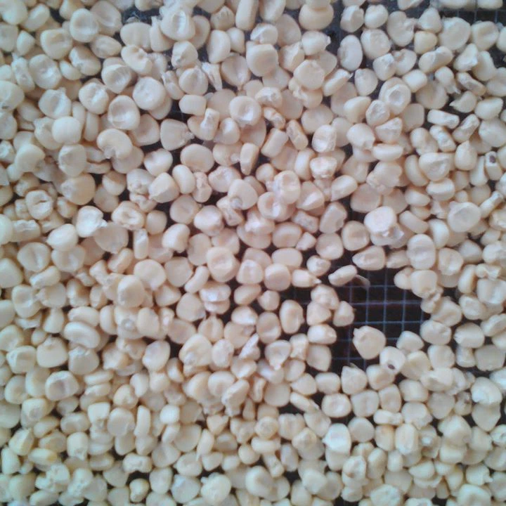 Argentine High Quality Yellow Corn Export Quality South Africa Origin Dried Grade Product White Corn