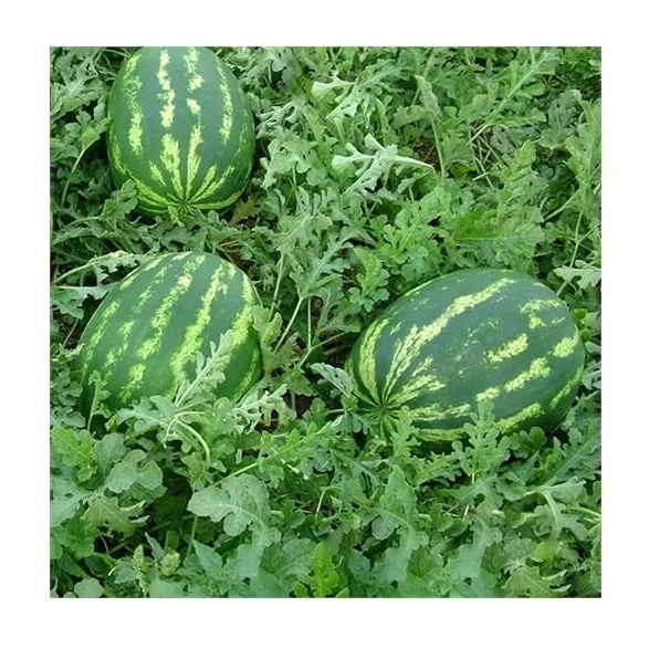 Профессиональный производитель вкусный сладкий вкус Премиум качество оптом свежий арбуз для продажи