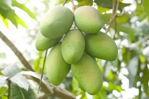 high quality export mango sand mango sand hoa Loc mango sand chu ...