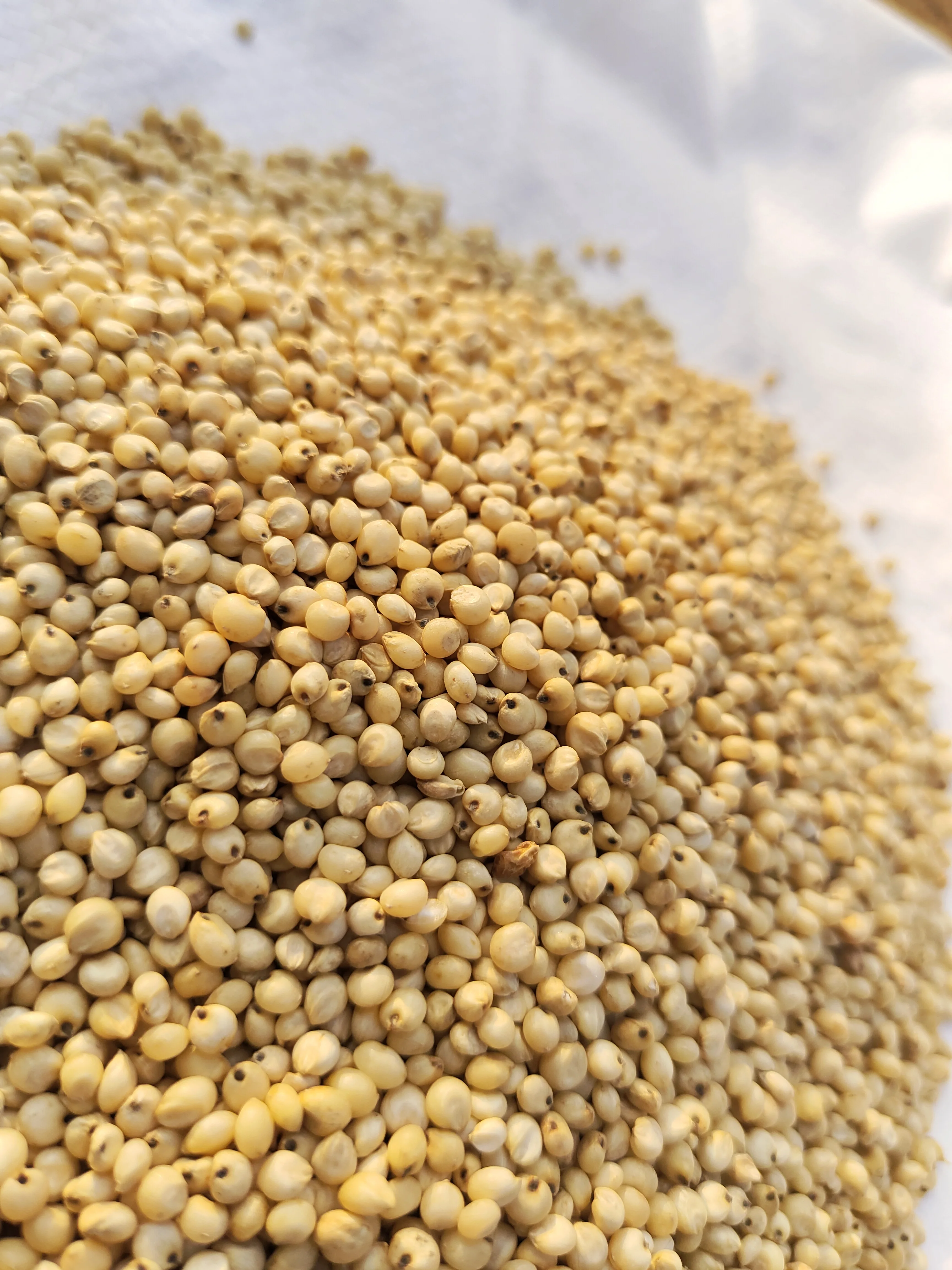 Farmers Grain Traditional White Sorghum Natural organic white sorghum millet gluten free high in protein white cholam jowar jona