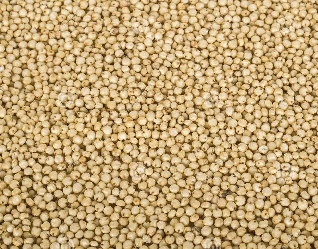 Farmers Grain Traditional White Sorghum Natural organic white sorghum millet gluten free high in protein white cholam jowar jona