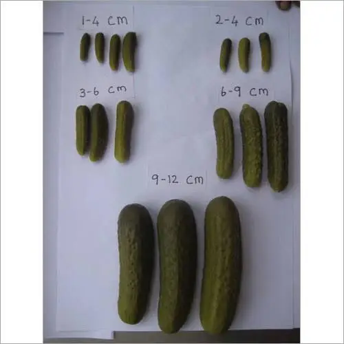 Pickled Cucumbers VietNam in Brine | Crispy Cucumber Pickles, All Natural, No Preservatives| Bulk Package Drum