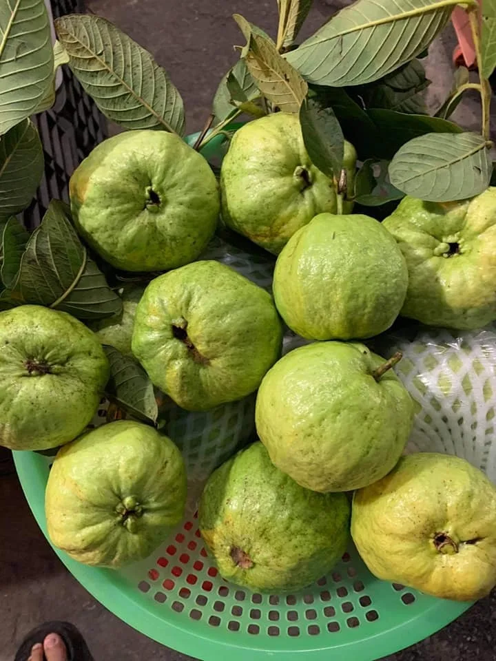 GUAVA Max Bag Green White Light Sweet Style Packing Pear Pcs Color Weight Skin Natural ORIGIN Type Shape FLESH Quality Size Oval