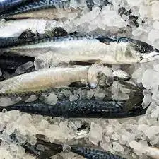 Wholesale IQF Frozen Mackerel Fish Whole Round Frozen Fillet  Seafood