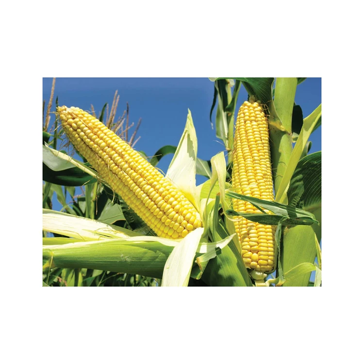 Non GMO Yellow Corn / Sweet Corn / Yellow Corn Maize for Sale in Bulk