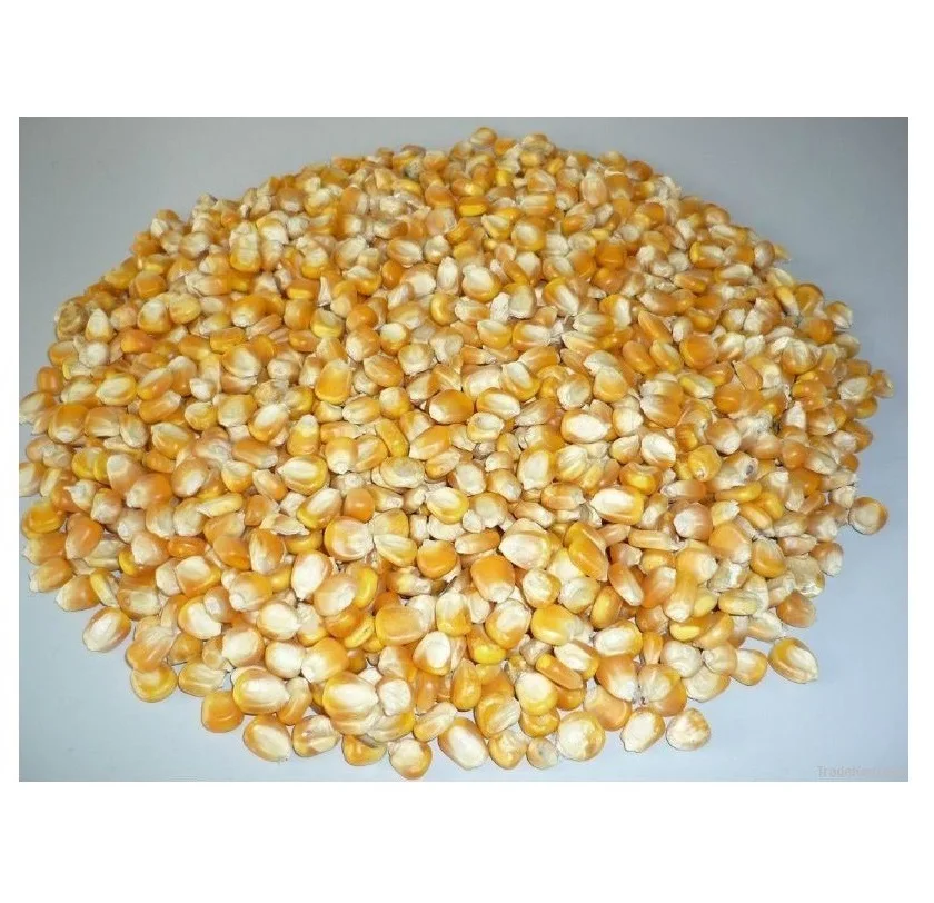 Купить сухой белый кукурузный желтый кукуруза для потребления животных и