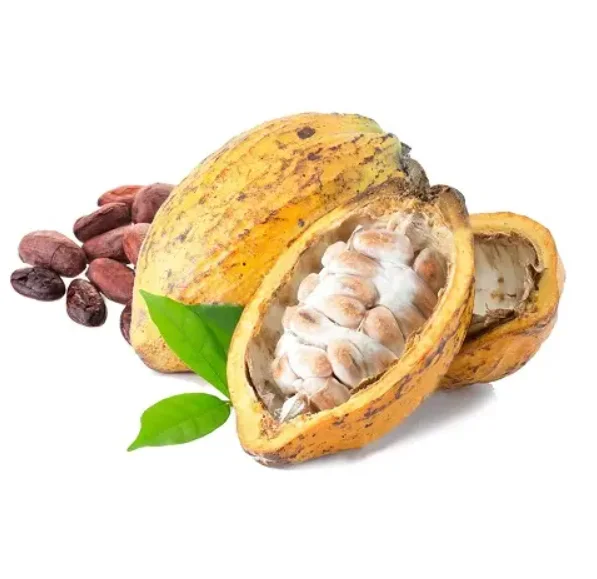 Bulk 100% Organic Cocoa Beans Online, Raw Sun Dried Criollo Green Cocao Beans Good for High Quality Chocolates Export