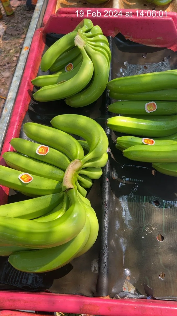 High-Quality Fresh Bananas, Sweet and Delicious, Ideal for Eating and Cooking, Premium and Natural, Bulk Supply and Wholesale