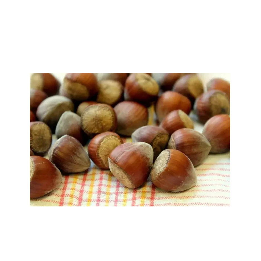 Natural taste organic grown Hazelnuts Inshell & Kernels ready for market Raw Hazelnuts Kernels in Shell Hazelnuts