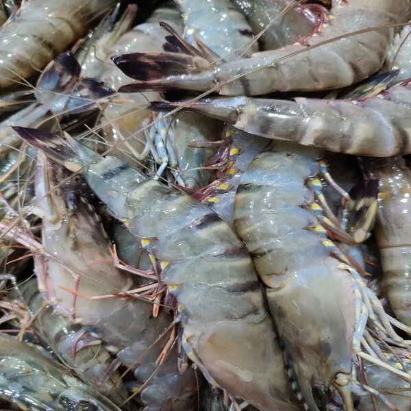 Giant Tiger Prawn No Additives Fresh Natural Whole Shape Raw Frozen Cooking Bulk Seafood Shrimp From Vietnam