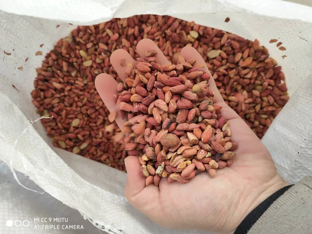 Wholesale Natural Organic Premium Grade Pealed Peanut Kernels For Processing Into Oil Laser Sorting Peanuts Nuts & Kernels