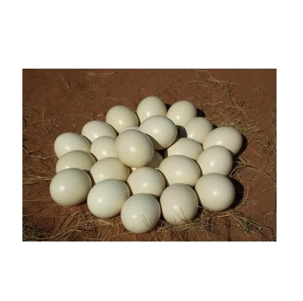Best Quality Hot Sale Price Ostrich Eggs for Sale / Fertile Ostrich Eggs