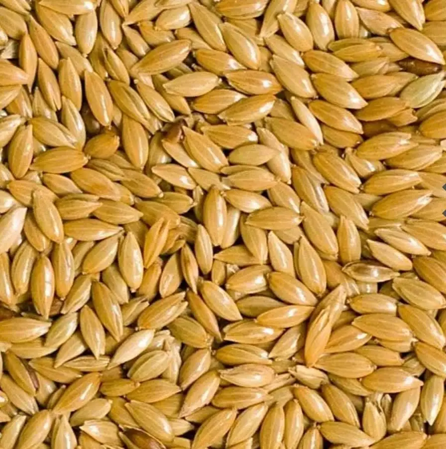 Canary Seeds-Canary Seeds Benefits for birds//Alpiste Canery Seed Powder for Diabetes //Bulk Animal Feed