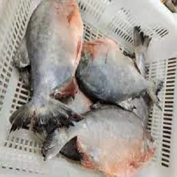 Fresh Frozen IQF Red Pacu Pomfret Rouge Frozen Red Pomfret Fish For Sale