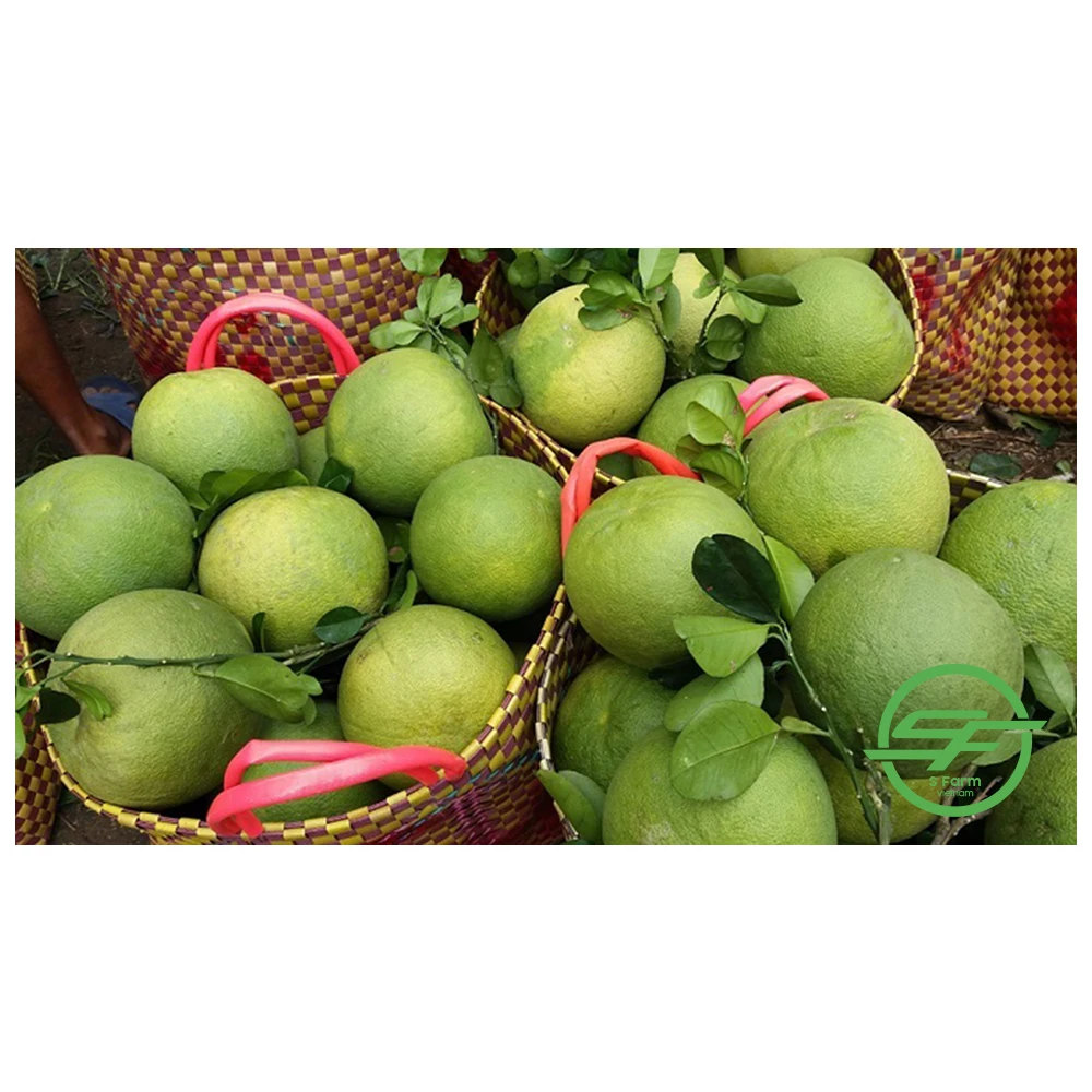 Wholesale Best Price Special Cuisine Organic Cultivation Type Green Grapefruit With Sweet Flavor From Vietnam
