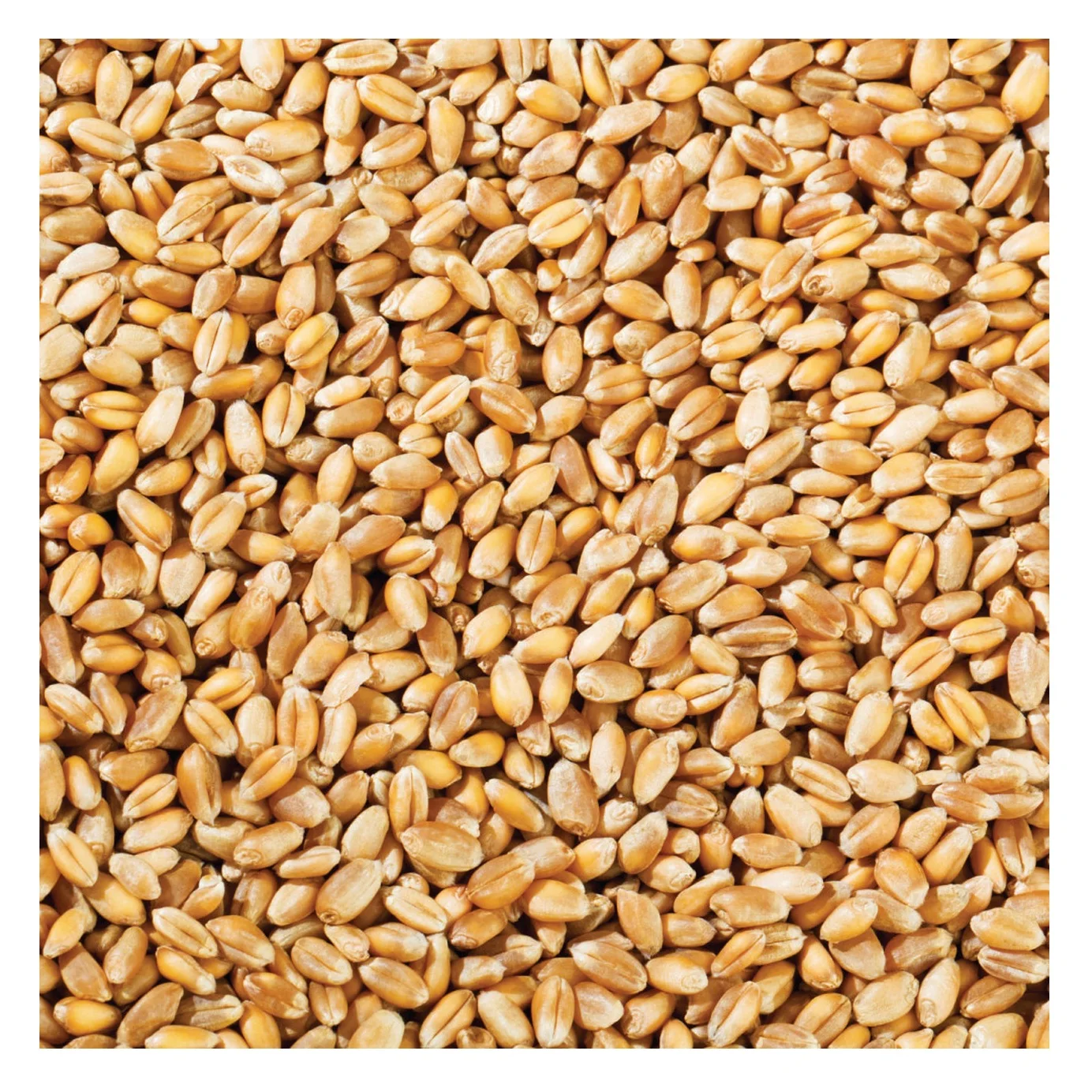 Best Factory Price of Natural Organic Whole Wheat Grains Available In Large Quantity