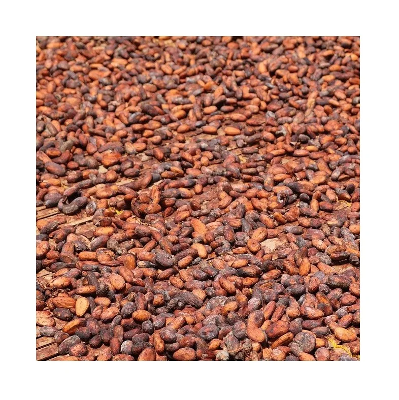Cocoa Beans New Crop fermented cocoa beans