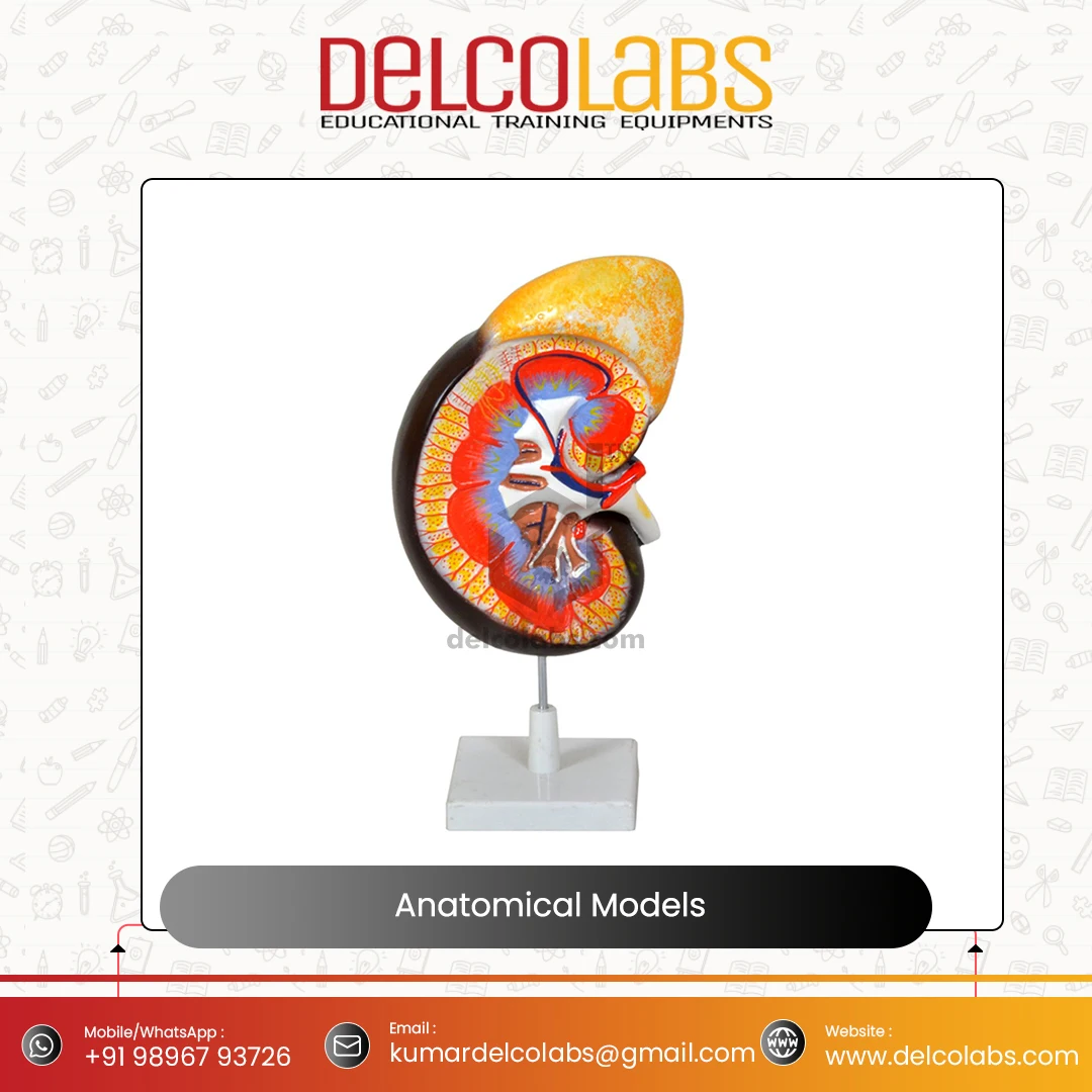 Medical Science Anatomical Models Top Quality Ear Heart Brain Lungs Digestive Respiratory Nervous Head Circulatory Model