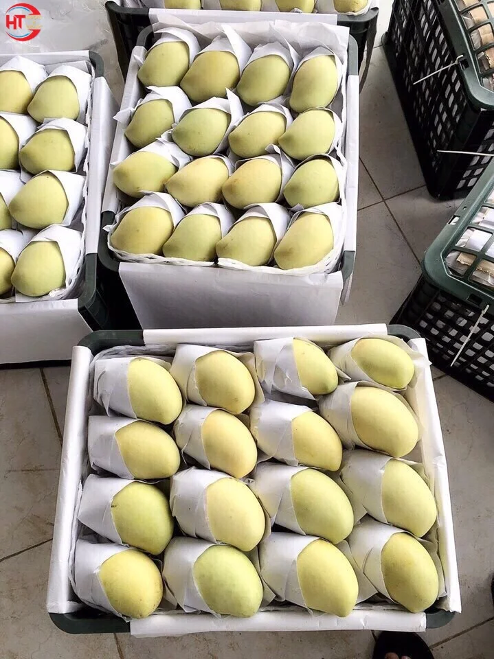 5-10kg Packaging Vietnam Manufactured Good Export Quality Organic Fresh Fruit Unripe Maturity Slightly Sweet Taste Keo Mango