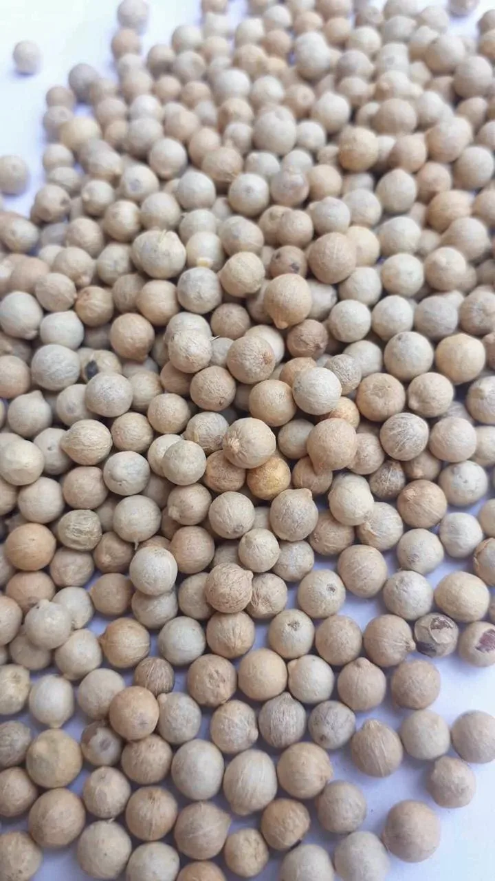 High Quality White Pepper Super Aromatic  630GL  DW origin Vietnam // Ms Lucy +84-975807426 (WA/Viber)