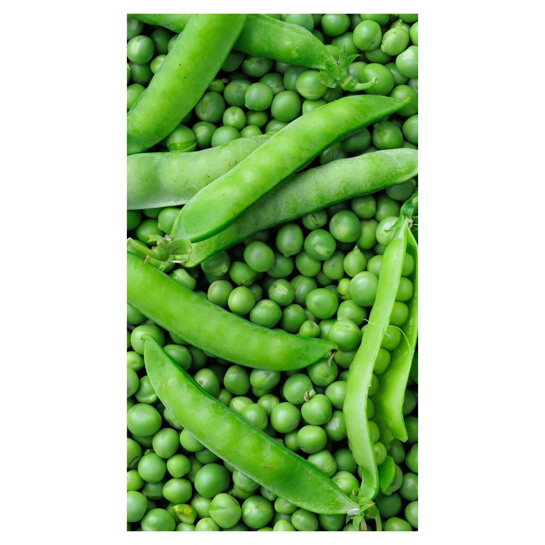 Premium Quality Food Grade Dried Green Peas in Low Price Canned Green Peas / Sweet Peas with High Quality
