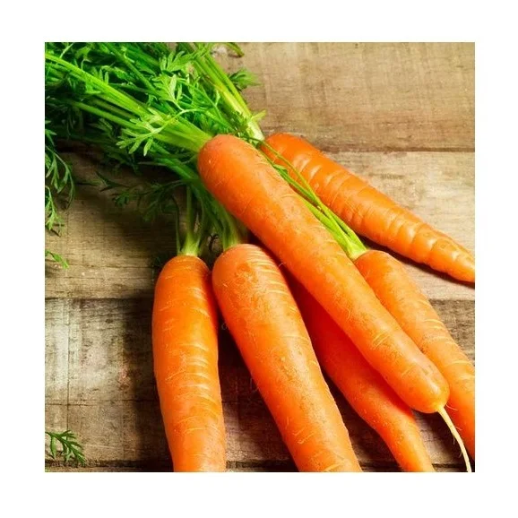 Оптовая цена свежие овощи Апельсиновая морковь оптом в наличии для продажи