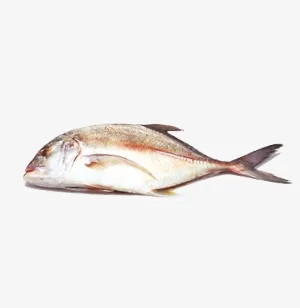 Fresh Frozen Trevally Fish weight upto 2000 grams medium in size available for sale