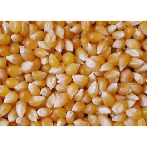 Yellow Corn/Maize for Animal Feed / YELLOW CORN FOR POULTRY FEED