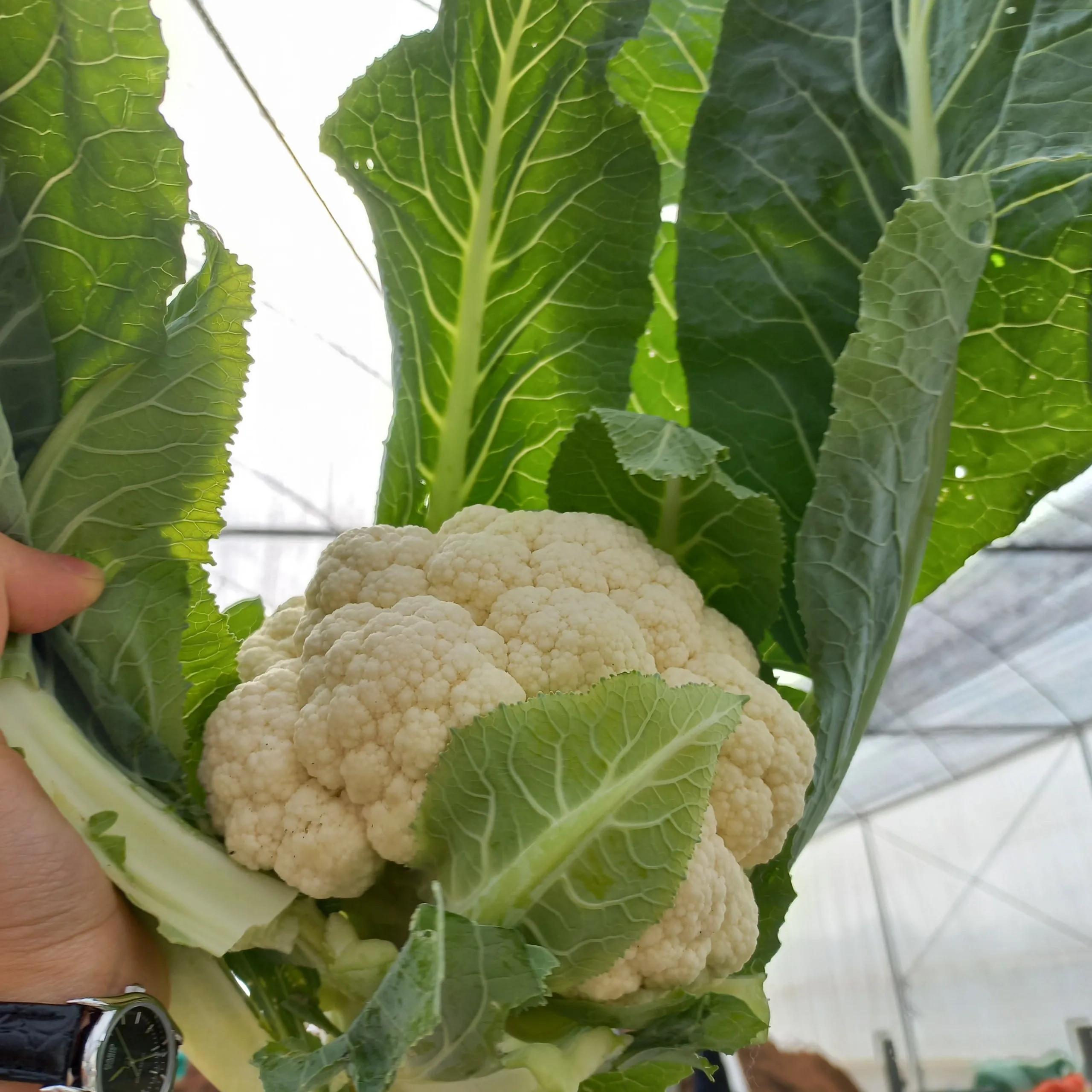 Wonderful Fresh Cauliflower Export Standard New Harvest Fresh Vegetables in Vietnam