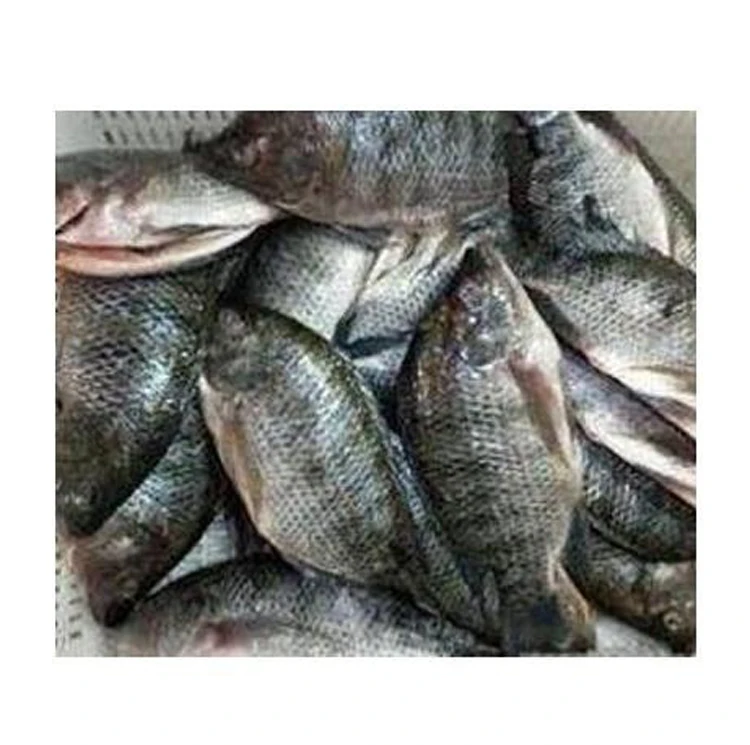 Herring Fish Fish FROZEN BLACK TILAPIA And RED FISH WHOLE