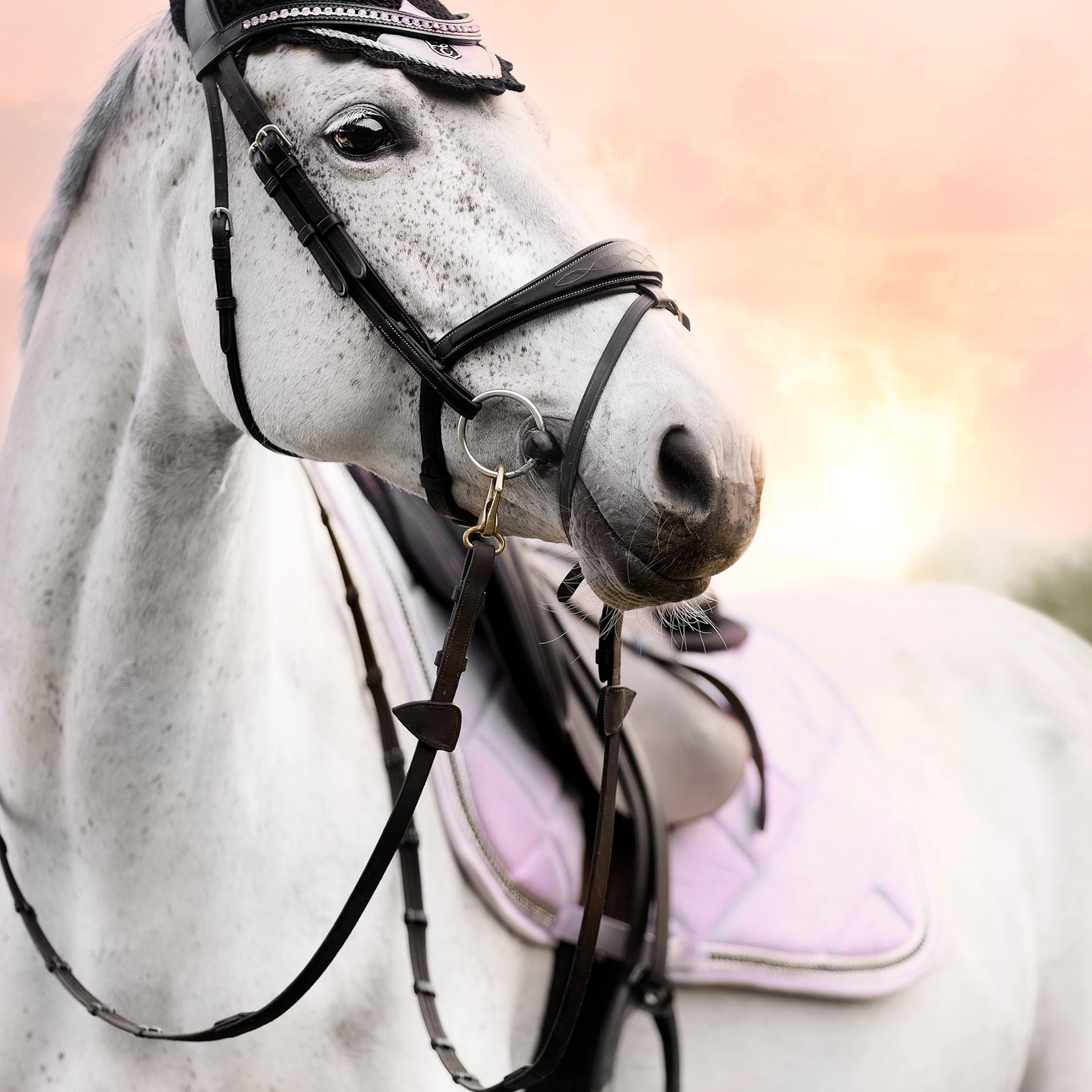 High Quality Factory Polycotton Lining Custom Horse Products Equestrian Saddle Pads Set Wholesale in low price