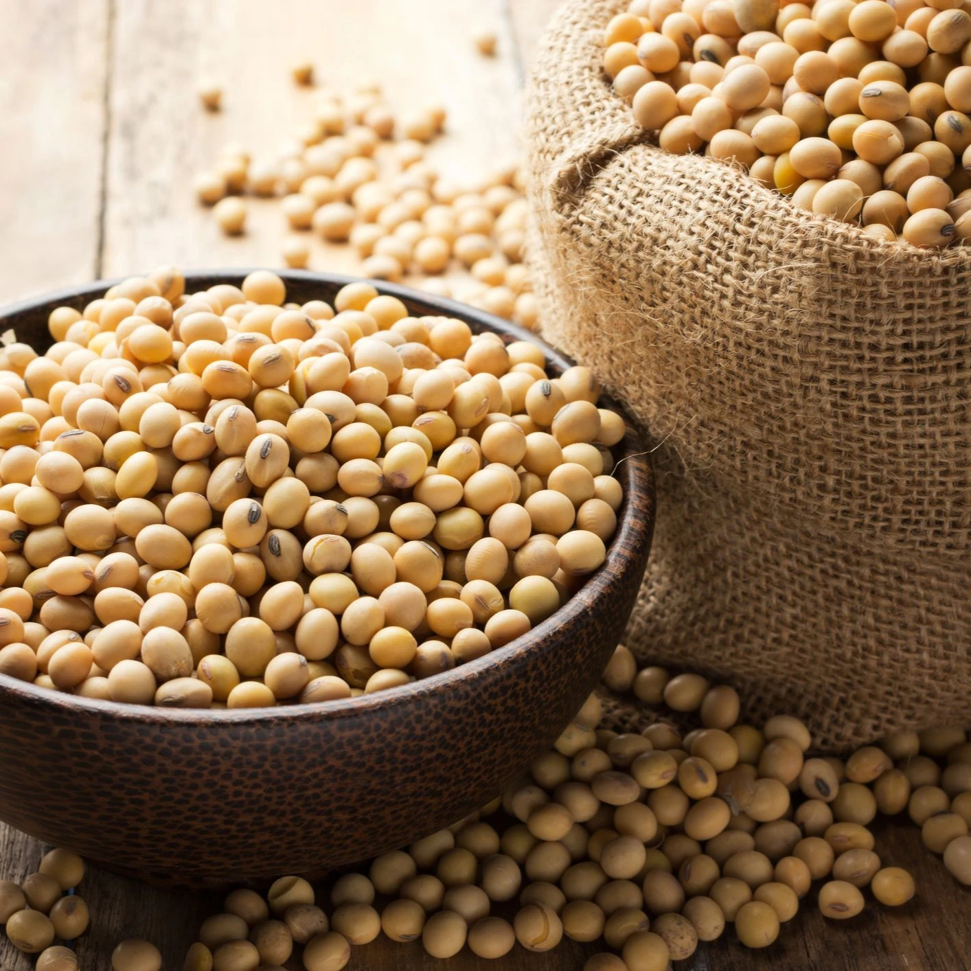 Non Gmo Soybeans / Soya Beans, Soy bean Seeds and Soya bean Seeds