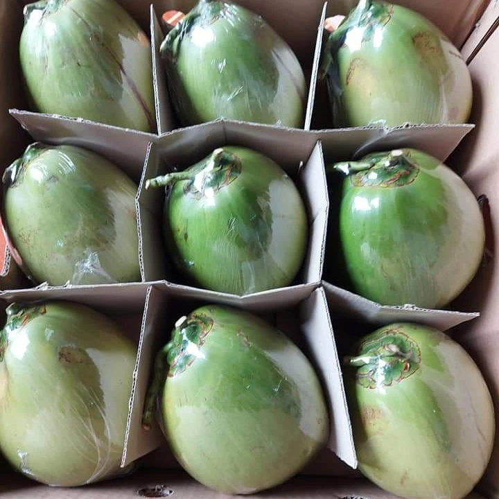 Diamond Shape Coconuts good price for wholesale, contact  +84963818434