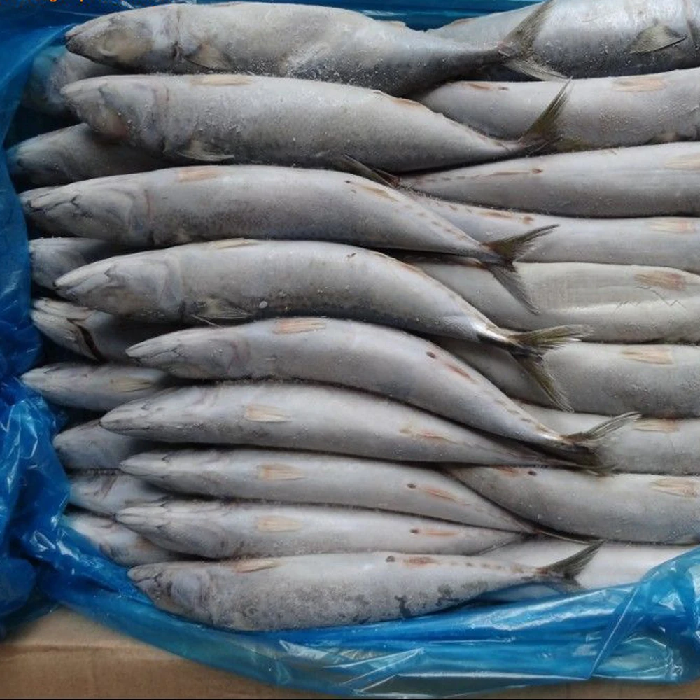 New stock Horse mackerel horse mackerel fish export Bulk Style Time Packaging Package Feature Weight Shelf Origin Life BRC