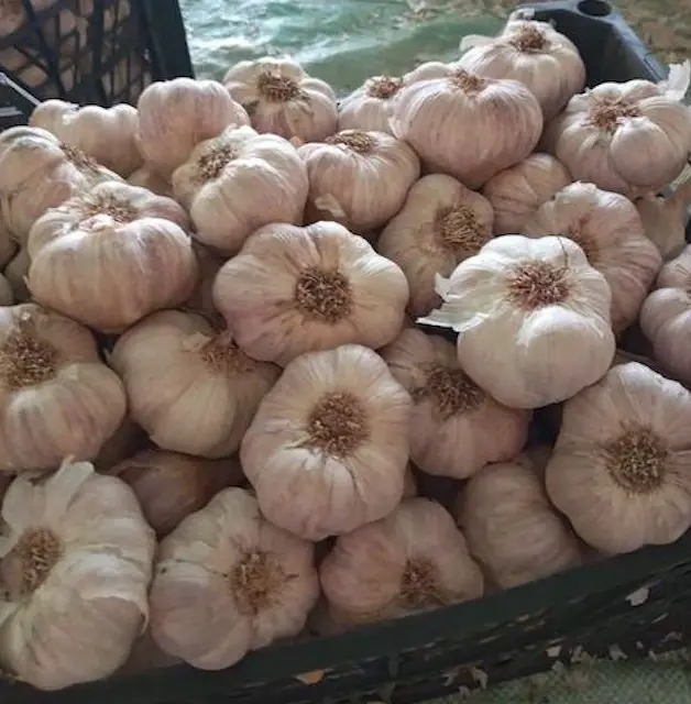 New Crop with High Quality Organic Fermented Single Solo Black Garlic OEM Sweet Style Color Package Feature Weight Origin Type