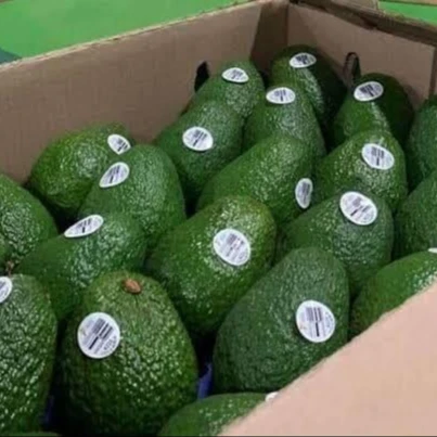 ORGANIC FRESH AVOCADO FRUIT/ HASS AVOCADO