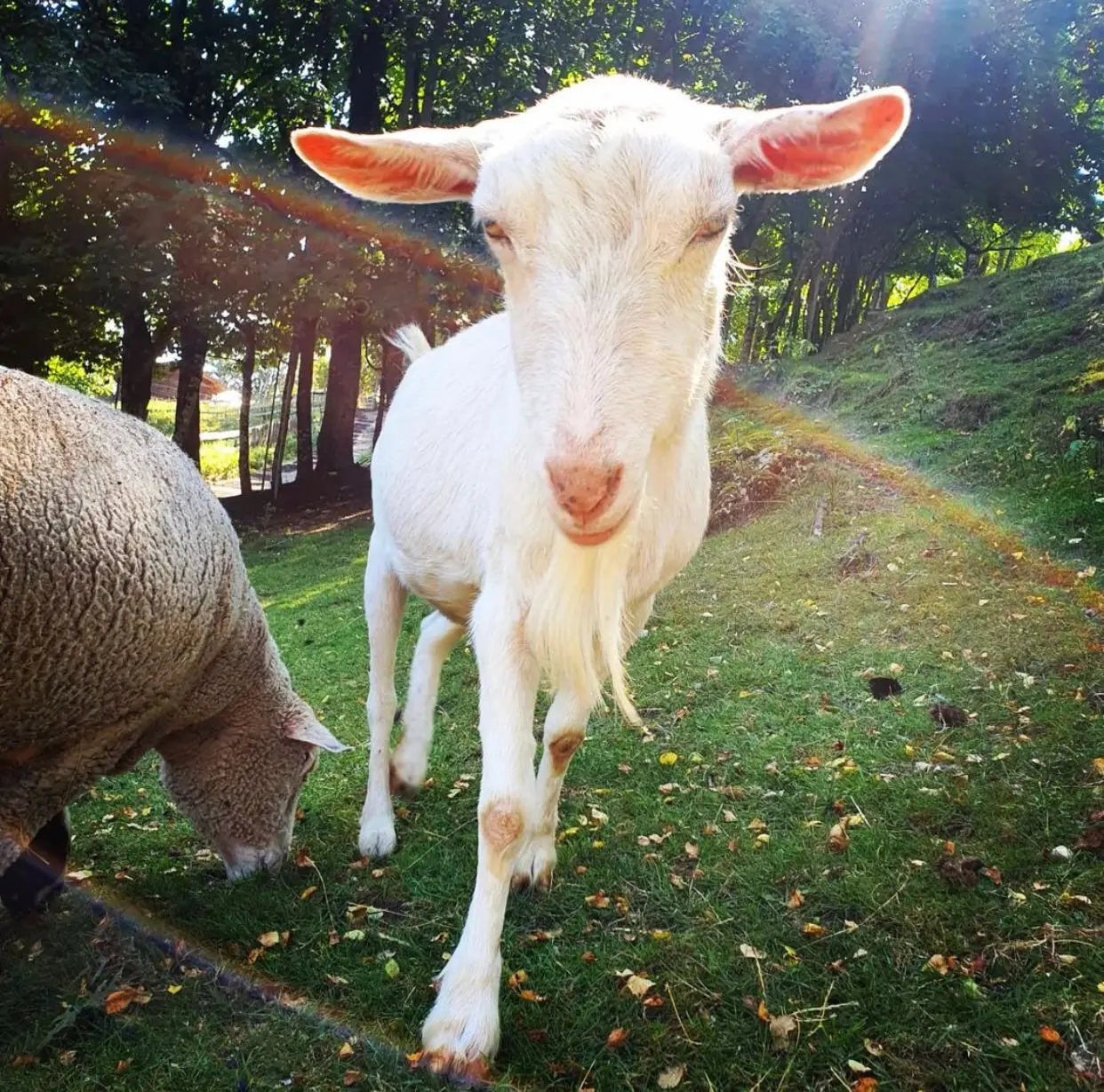 Live Saanen Goat For sale High Quality Live Stock Boer Goat Available For Sale At Low Price