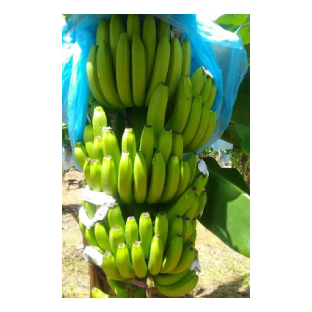 Best Price for Sustainable and Delicious: Vietnamese Bananas / Versatile Fruit Fresh or Green Bananas